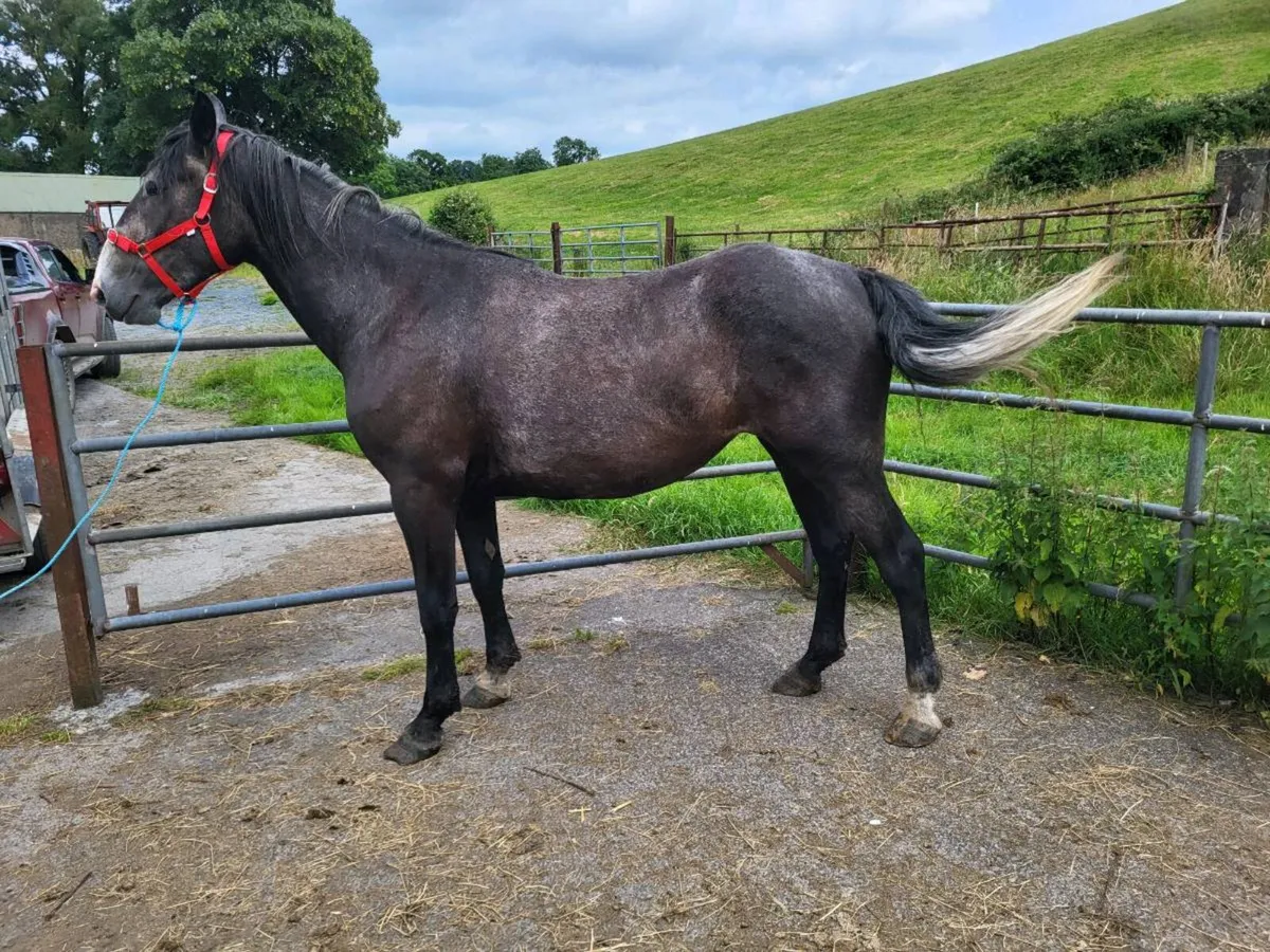 3 Yr old irish Draft filly - Image 2