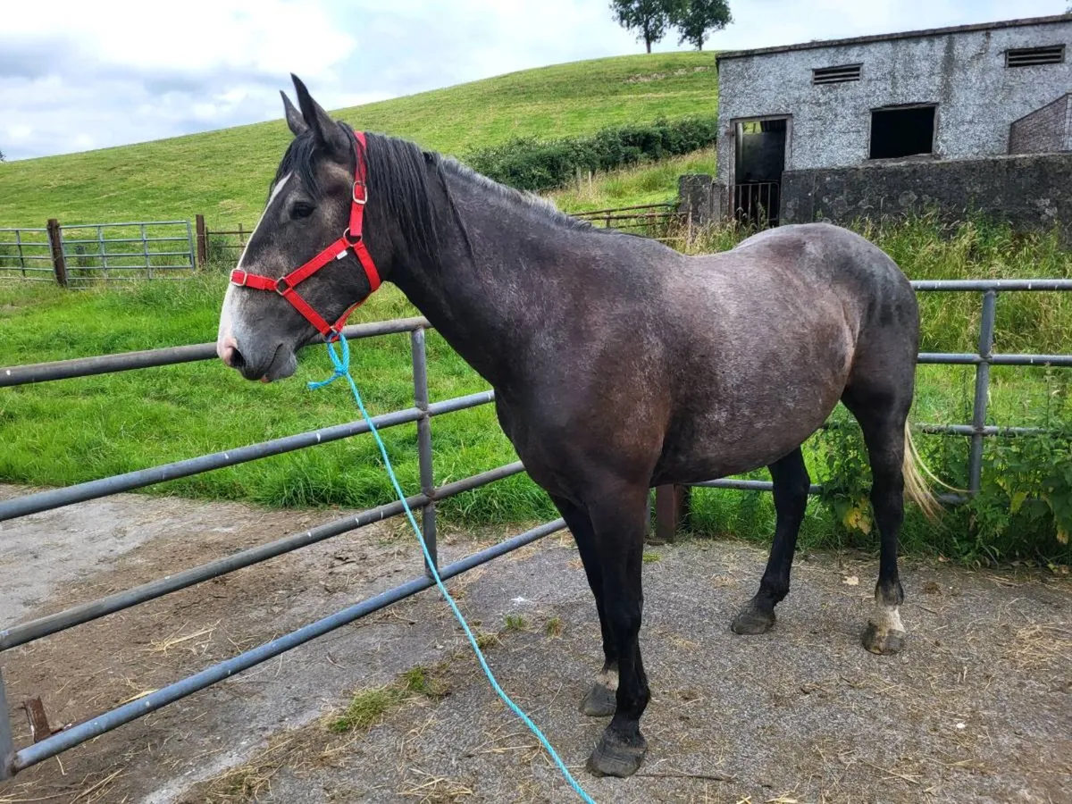 3 Yr old irish Draft filly - Image 3