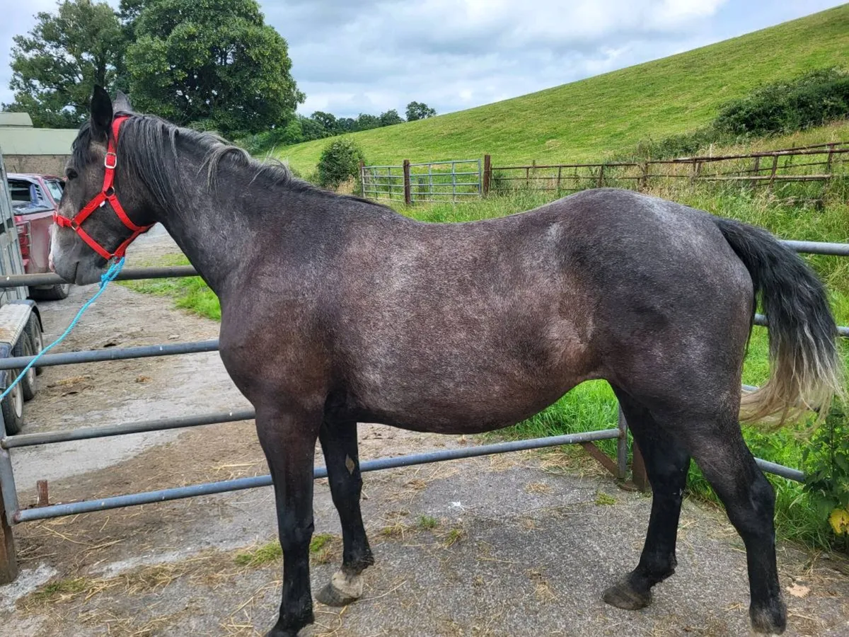 3 Yr old irish Draft filly - Image 4