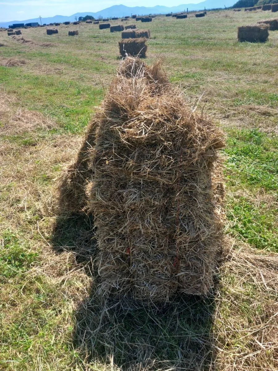 295 Small square bales of hay - Image 1