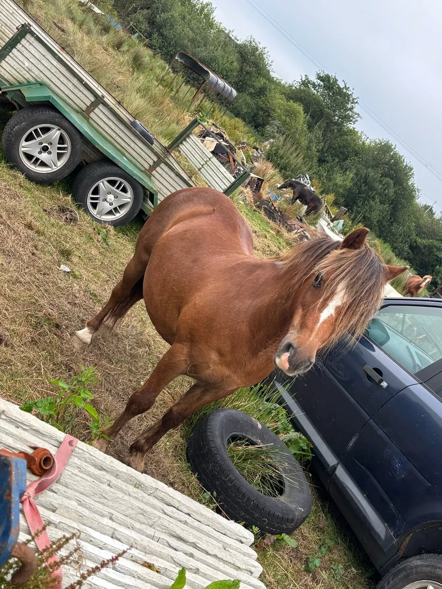 Gelding - Image 1