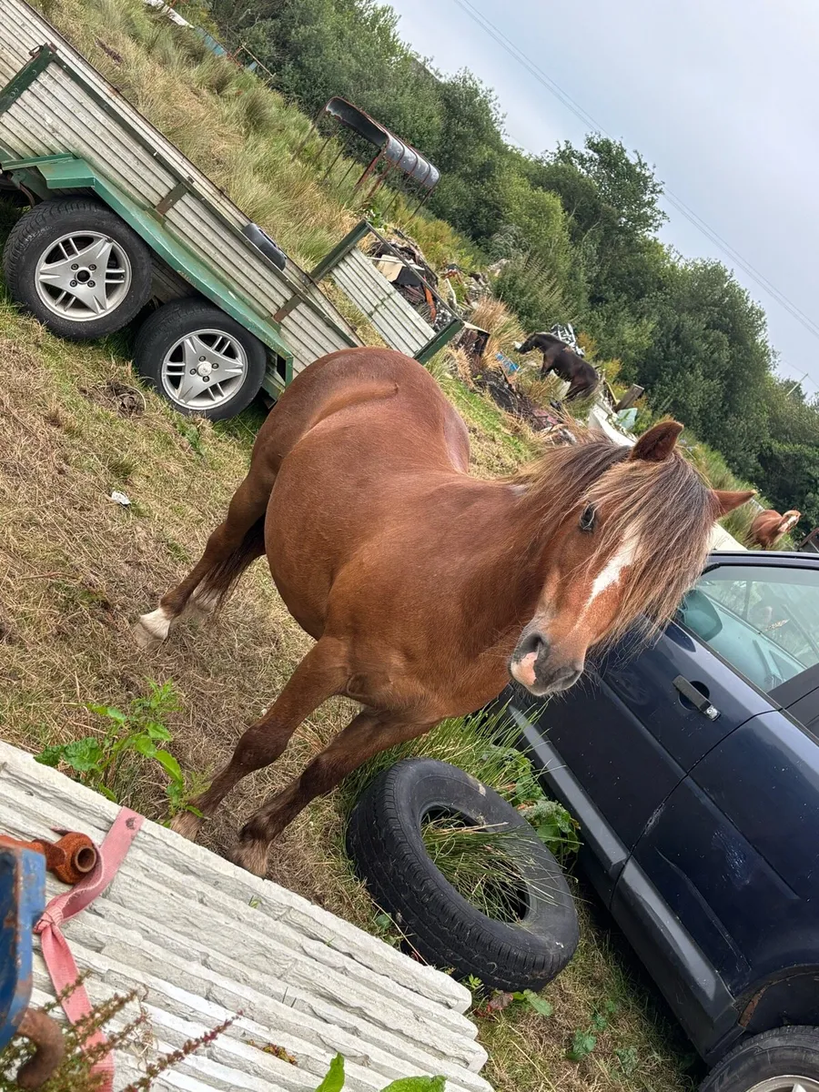 Gelding - Image 2