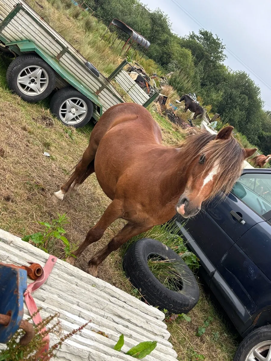 Gelding - Image 3