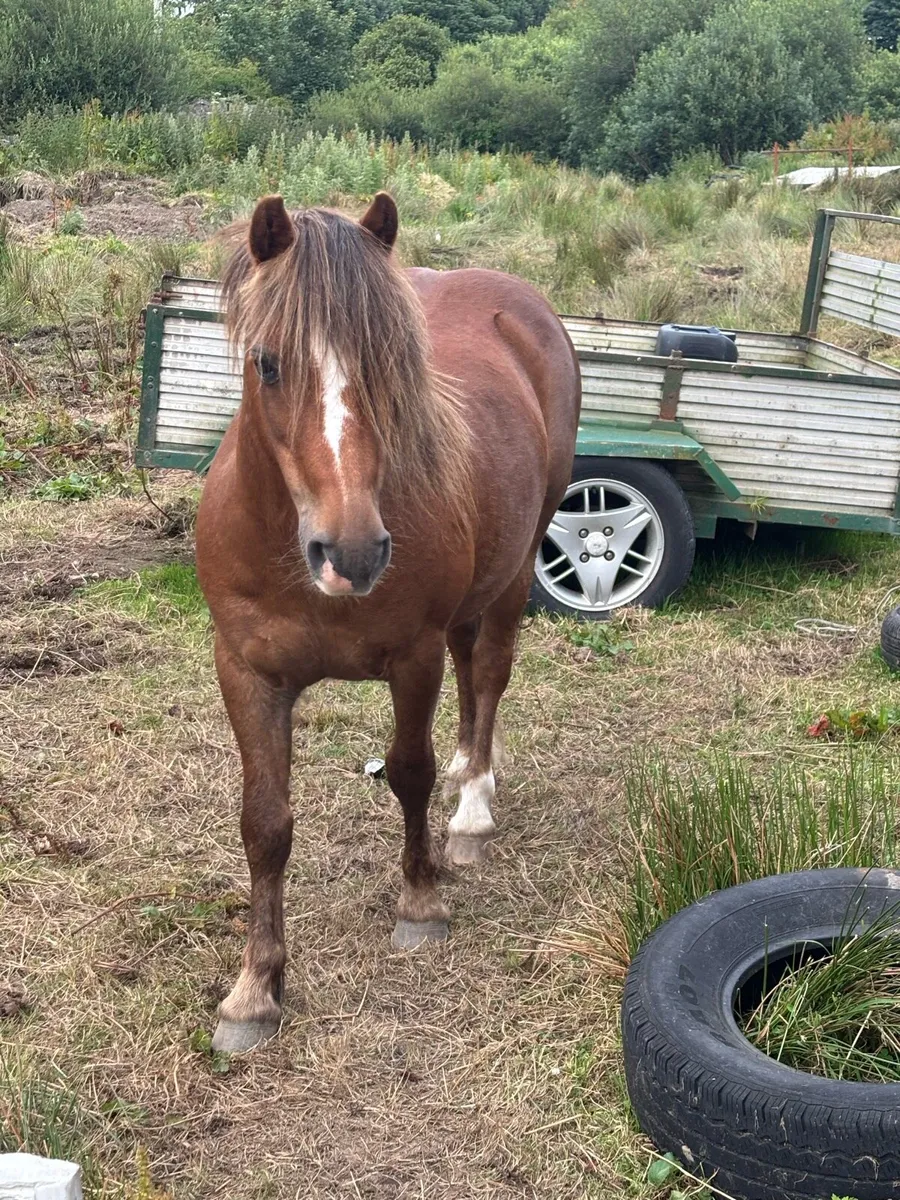Gelding - Image 4
