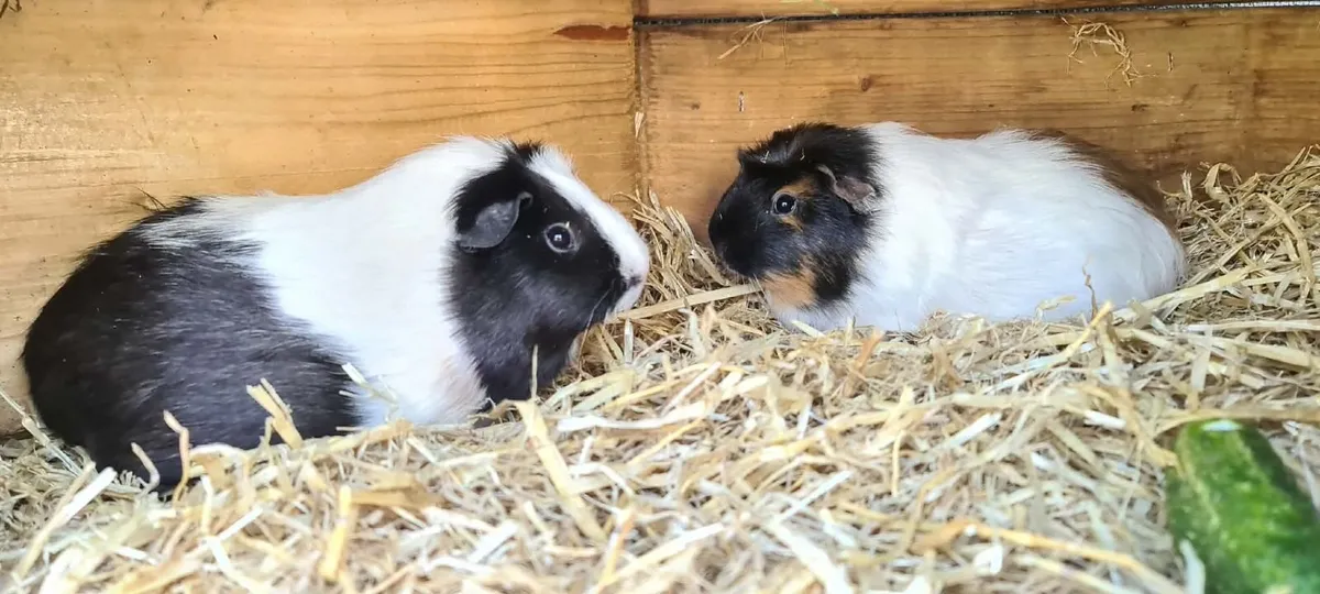 Guinea pigs and rabbit - Image 1