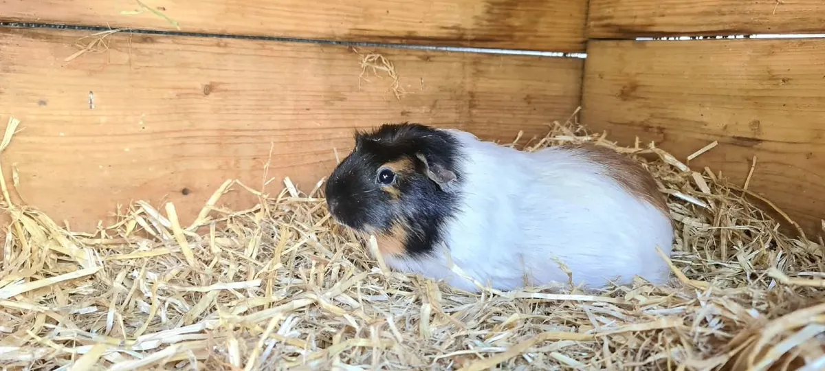 Guinea pigs and rabbit - Image 2