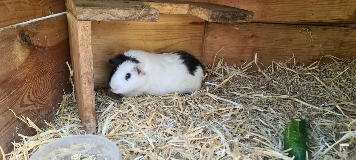 Guinea pigs and rabbit - Image 3