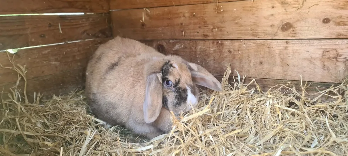 Guinea pigs and rabbit - Image 4