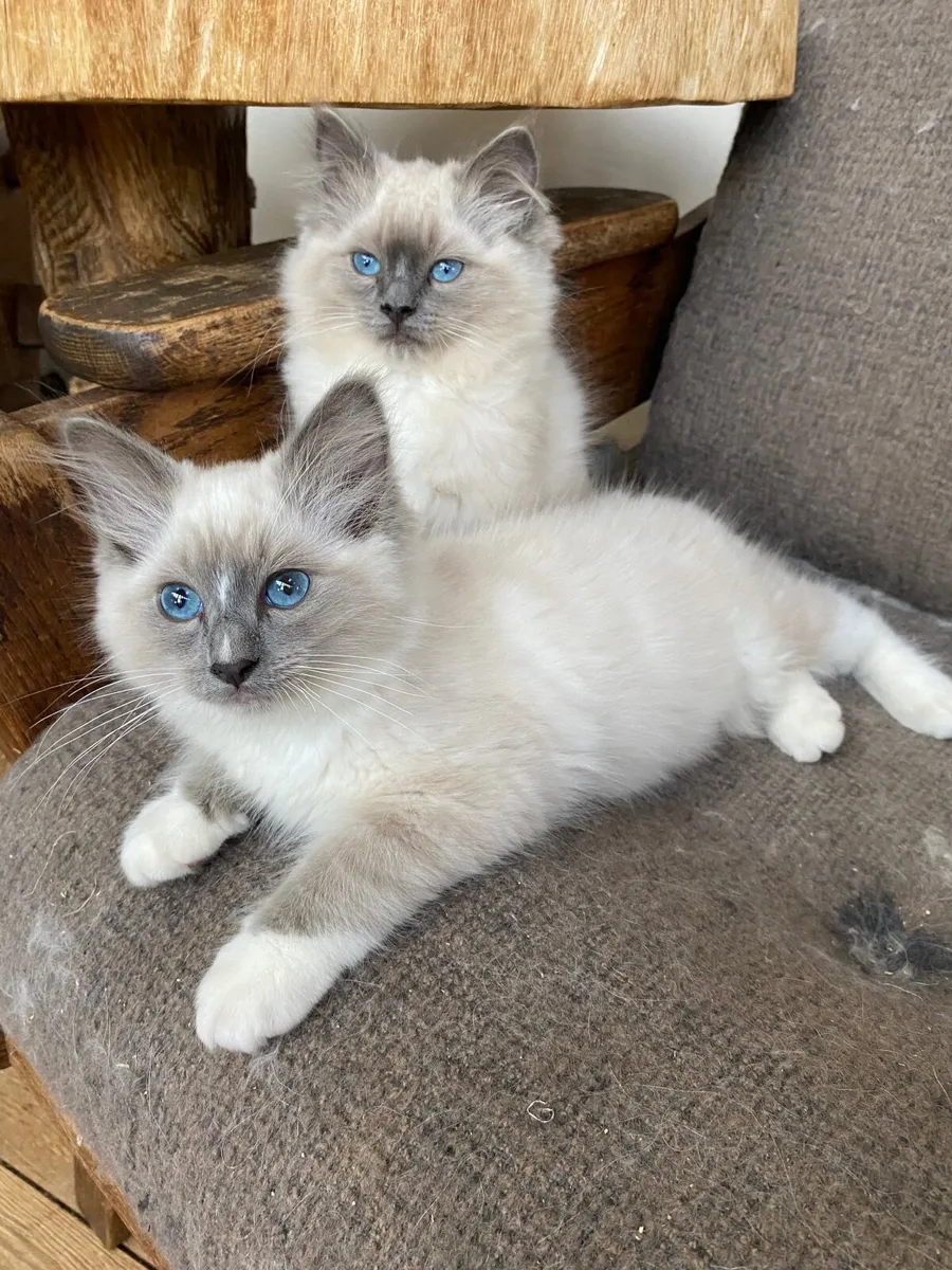Ragdoll kittens GCCFI registered - Image 1