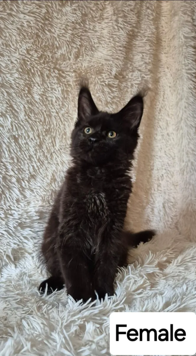Maine Coon - Image 3