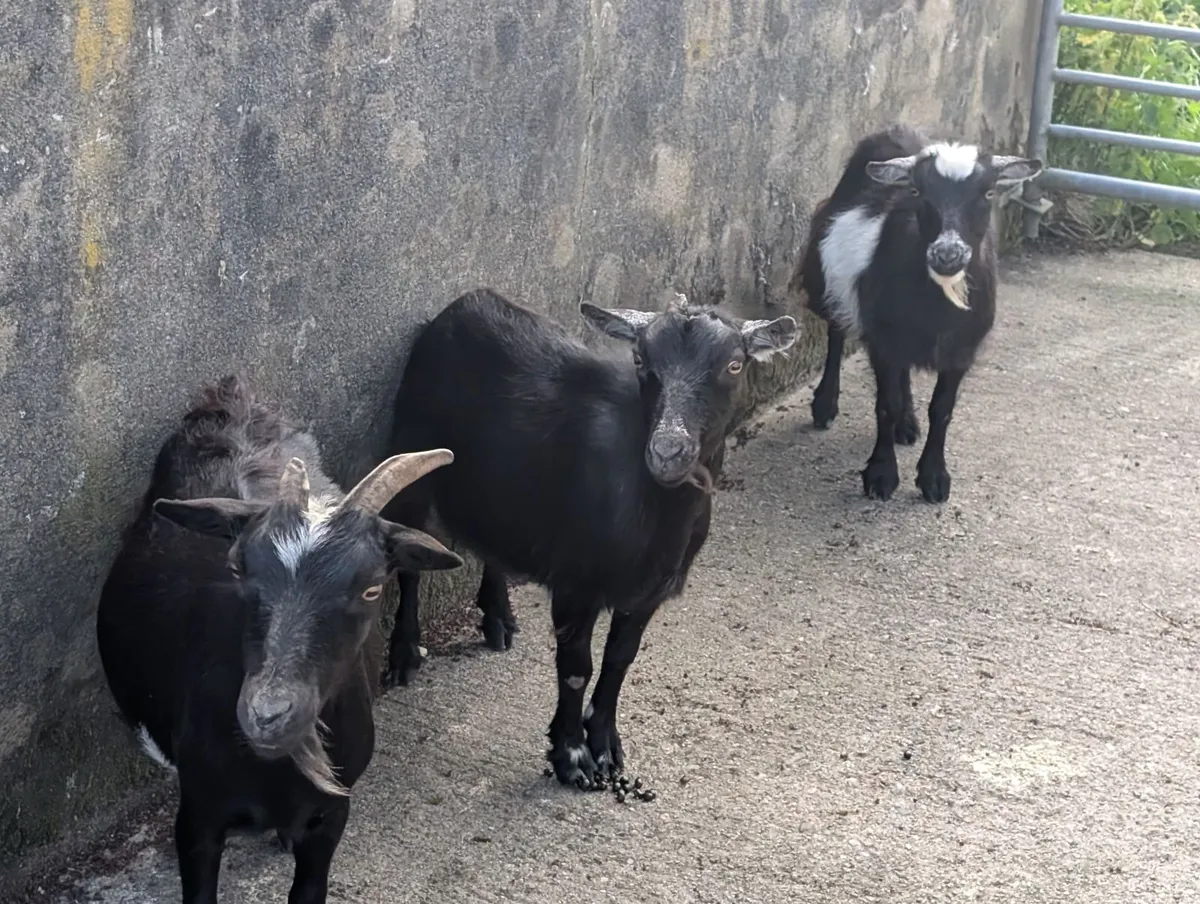 Pigmy goats - Image 1