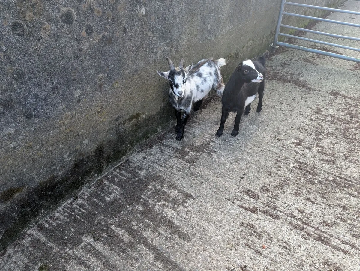 Pigmy goats - Image 2