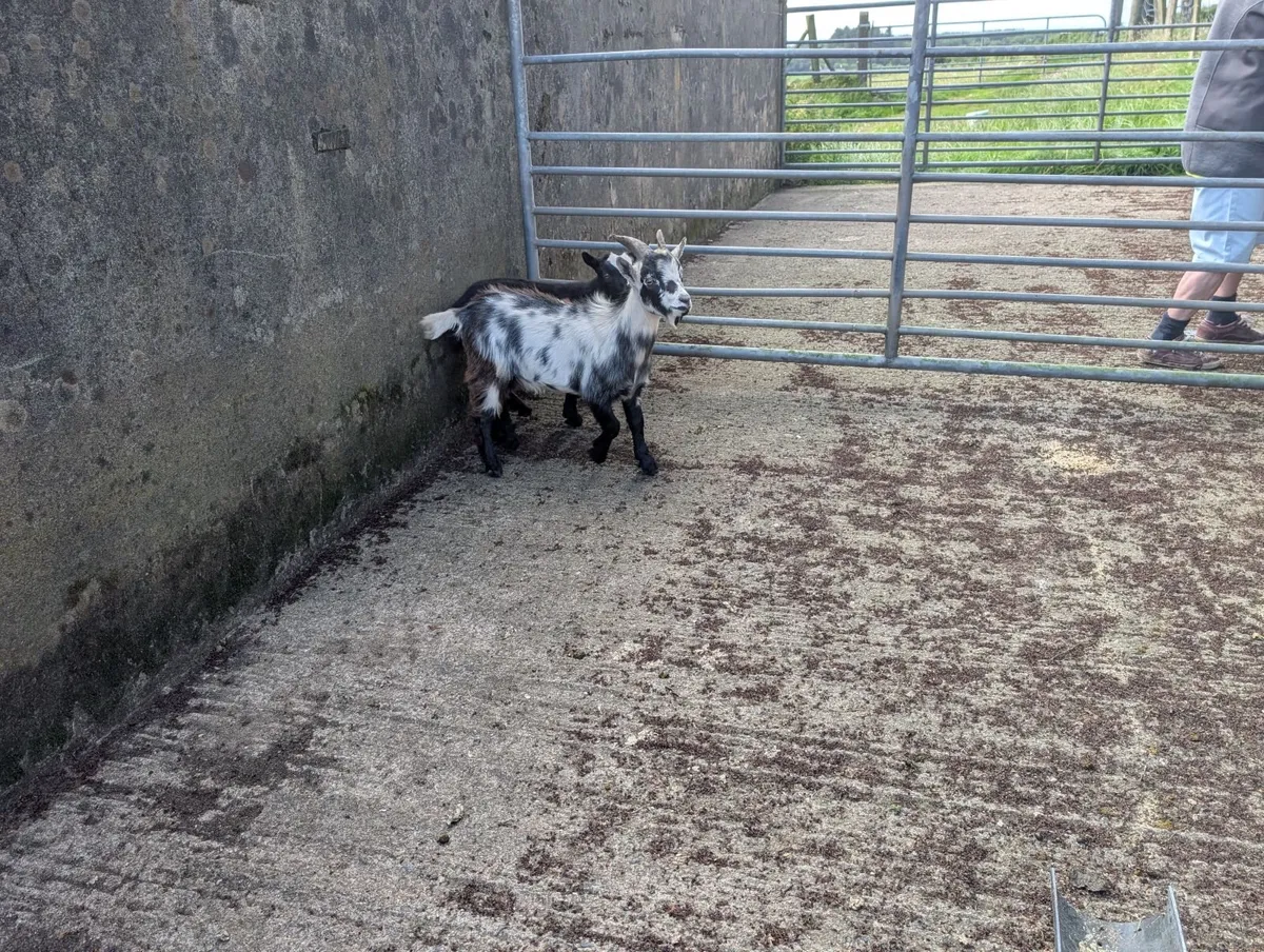 Pigmy goats - Image 3