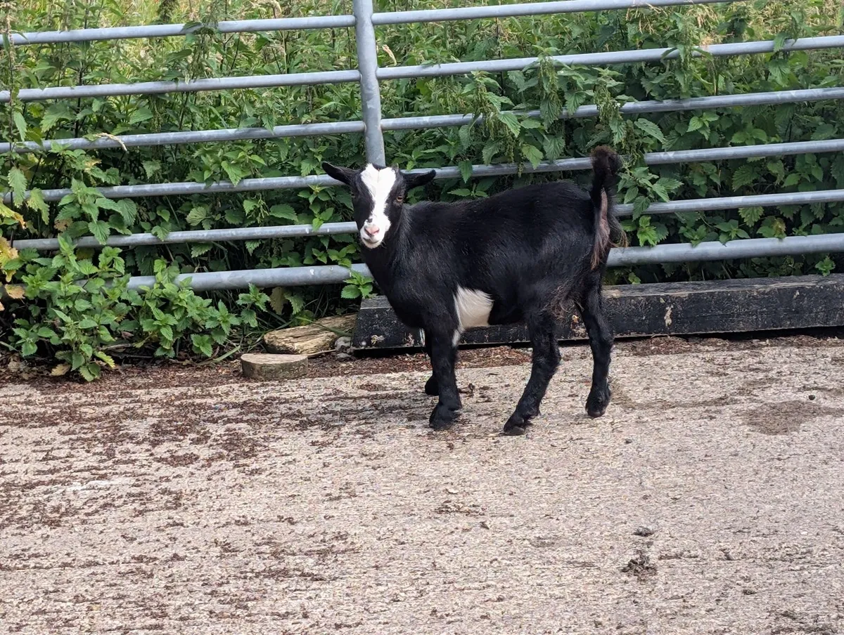 Pigmy goats - Image 4