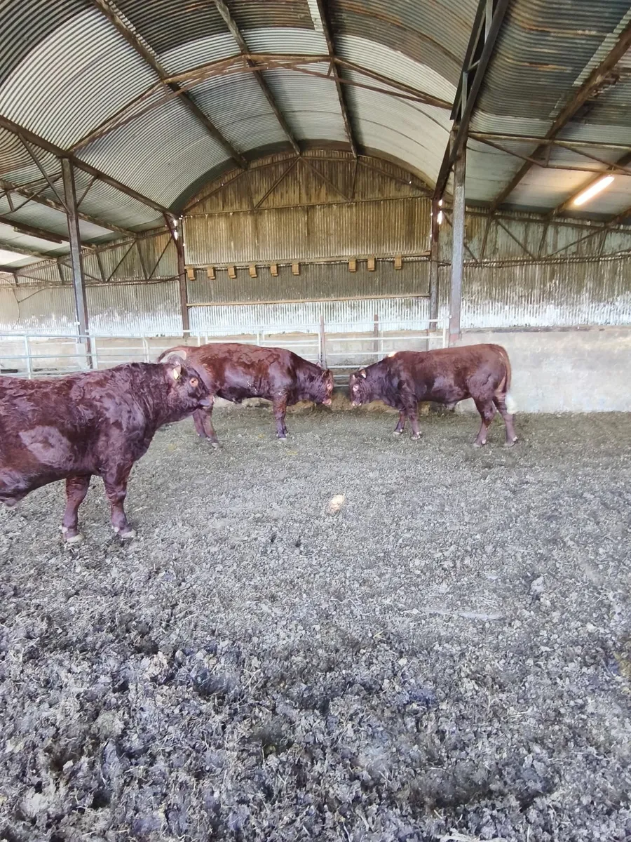 Pedigree registered Saler bulls - Image 1