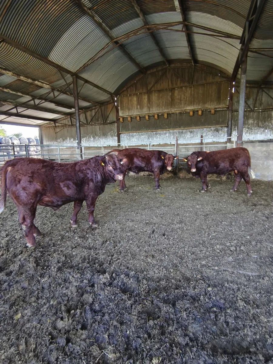 Pedigree registered Saler bulls - Image 2