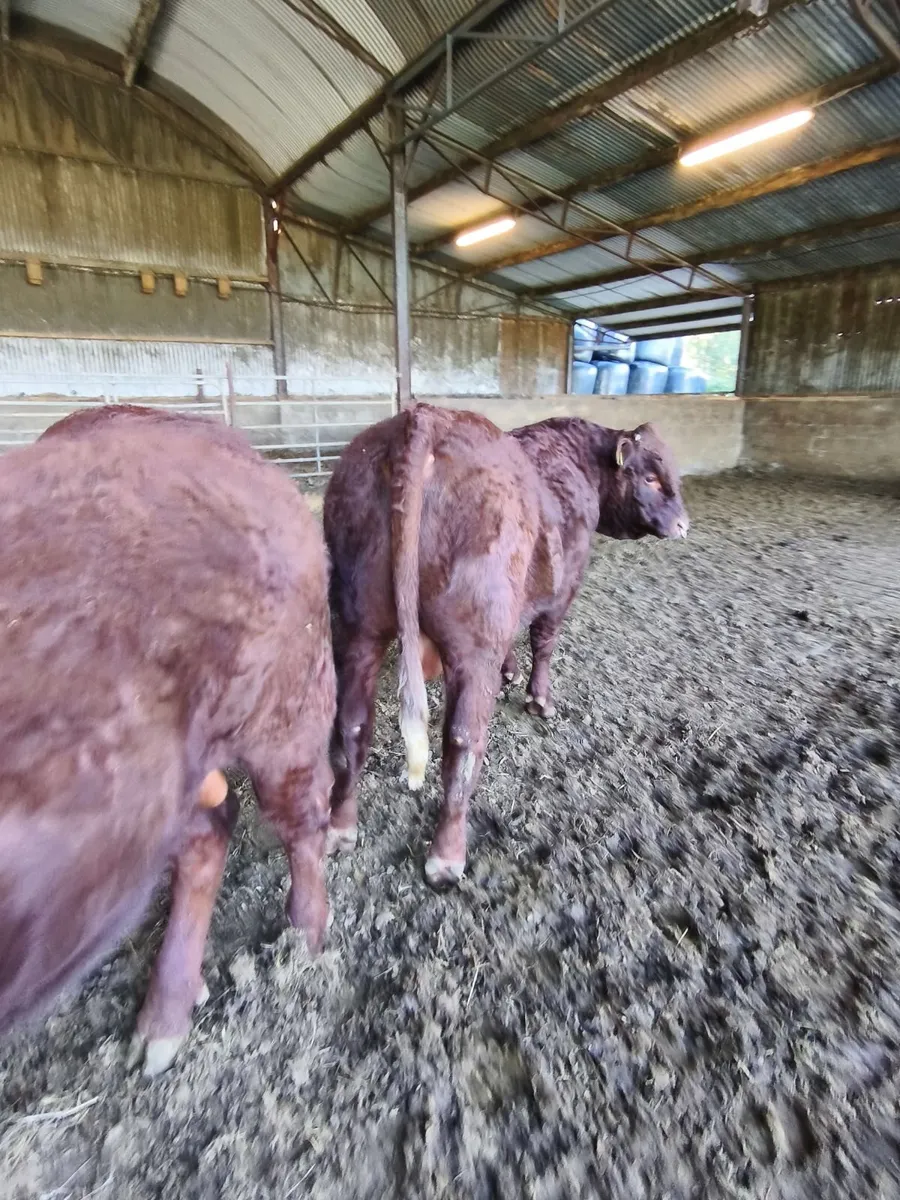 Pedigree registered Saler bulls - Image 3