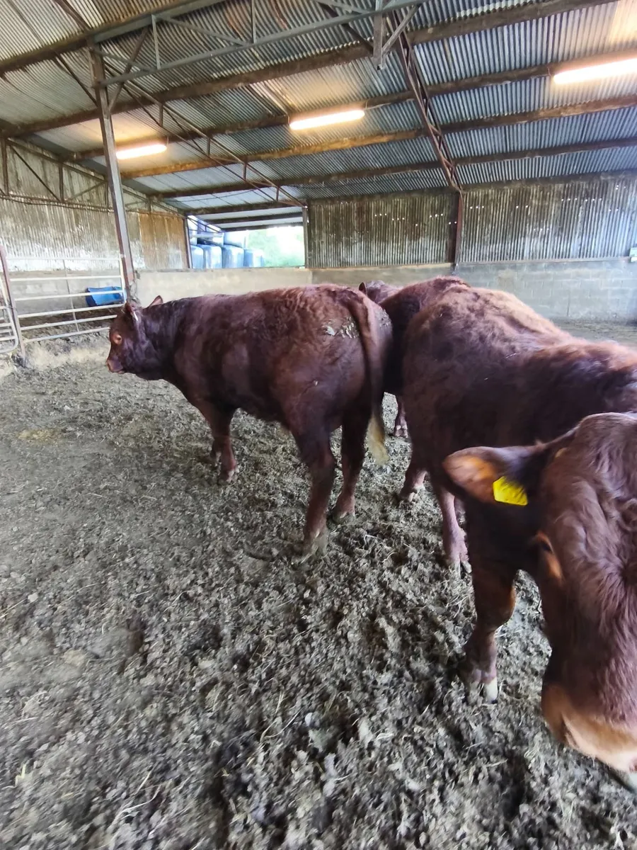 Pedigree registered Saler bulls - Image 4