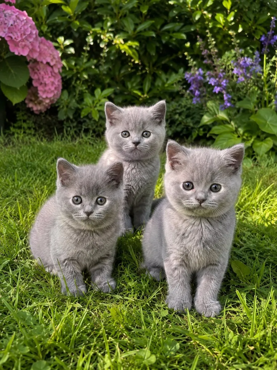 Purebred British Shorthair Kittens - Image 1