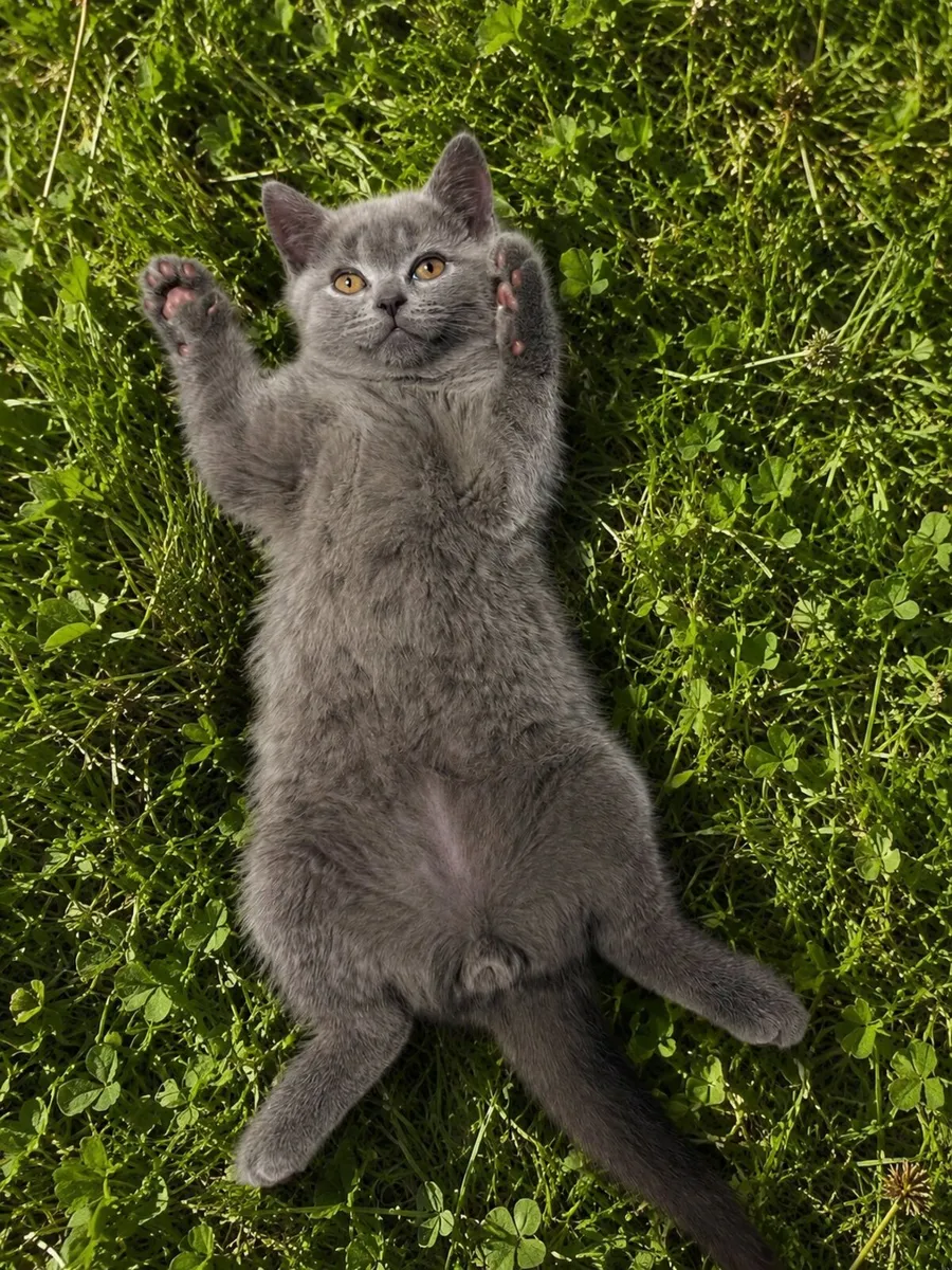 Purebred British Shorthair Kittens - Image 3