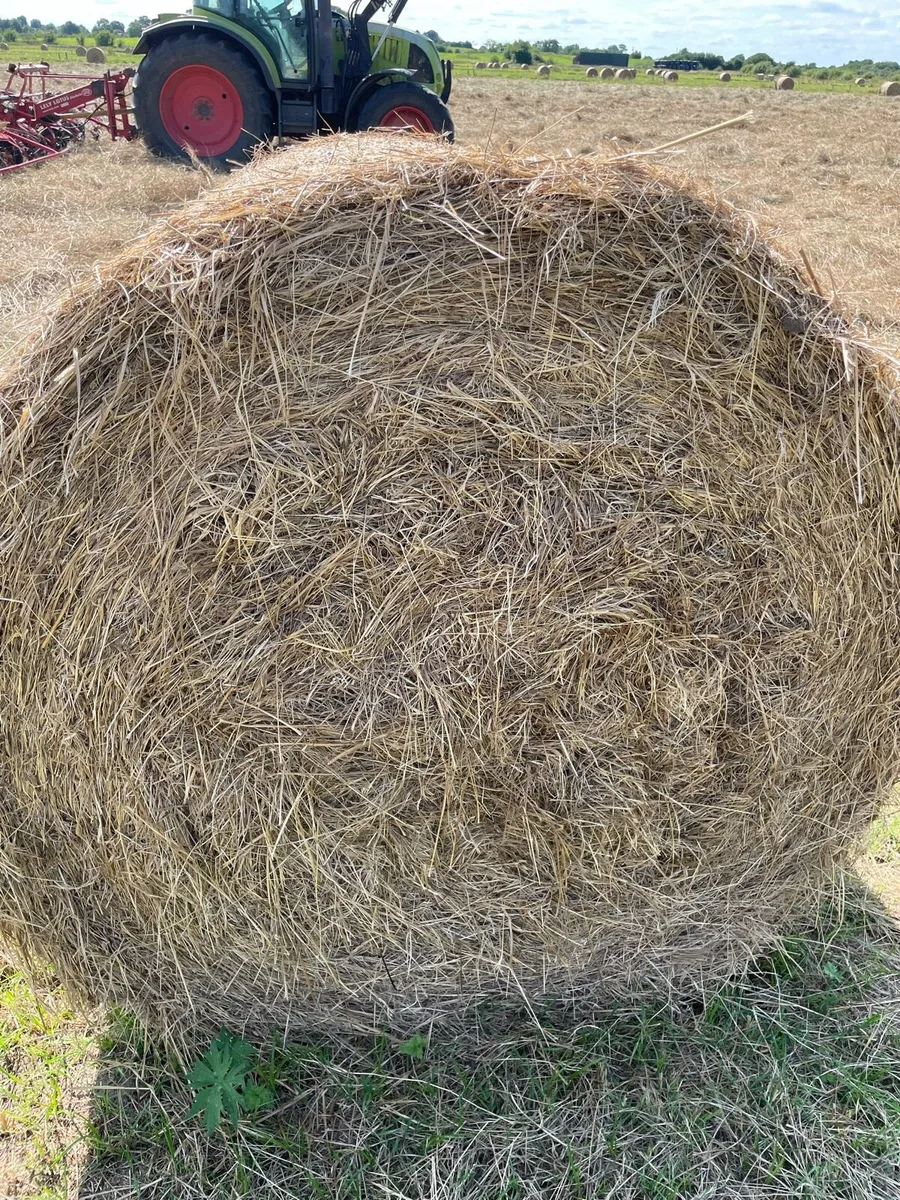 Rushes for bedding - Image 3