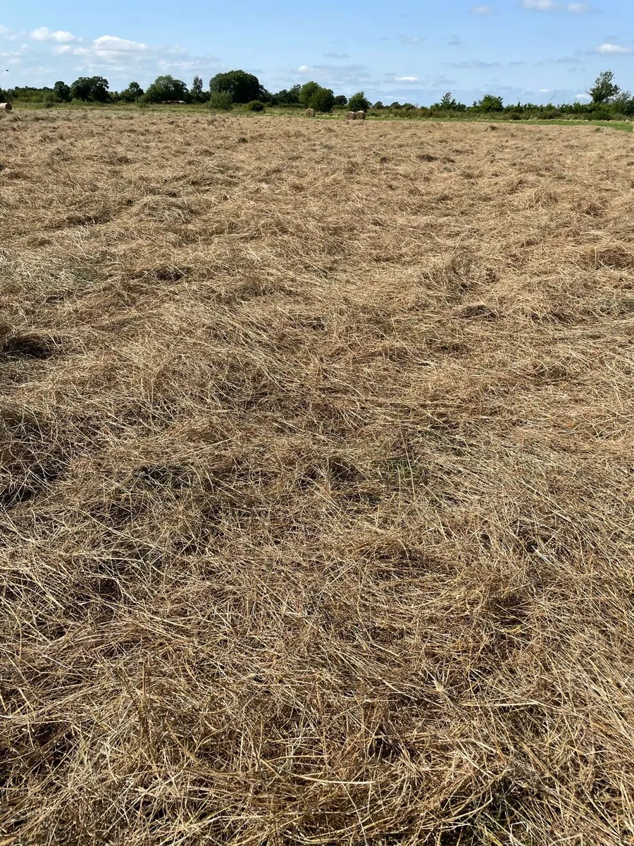 Rushes for bedding - Image 2
