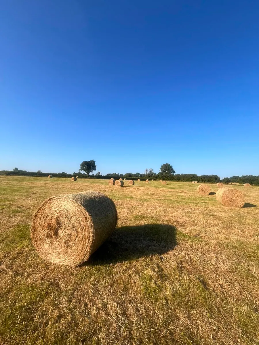 Bales of hay - Image 1