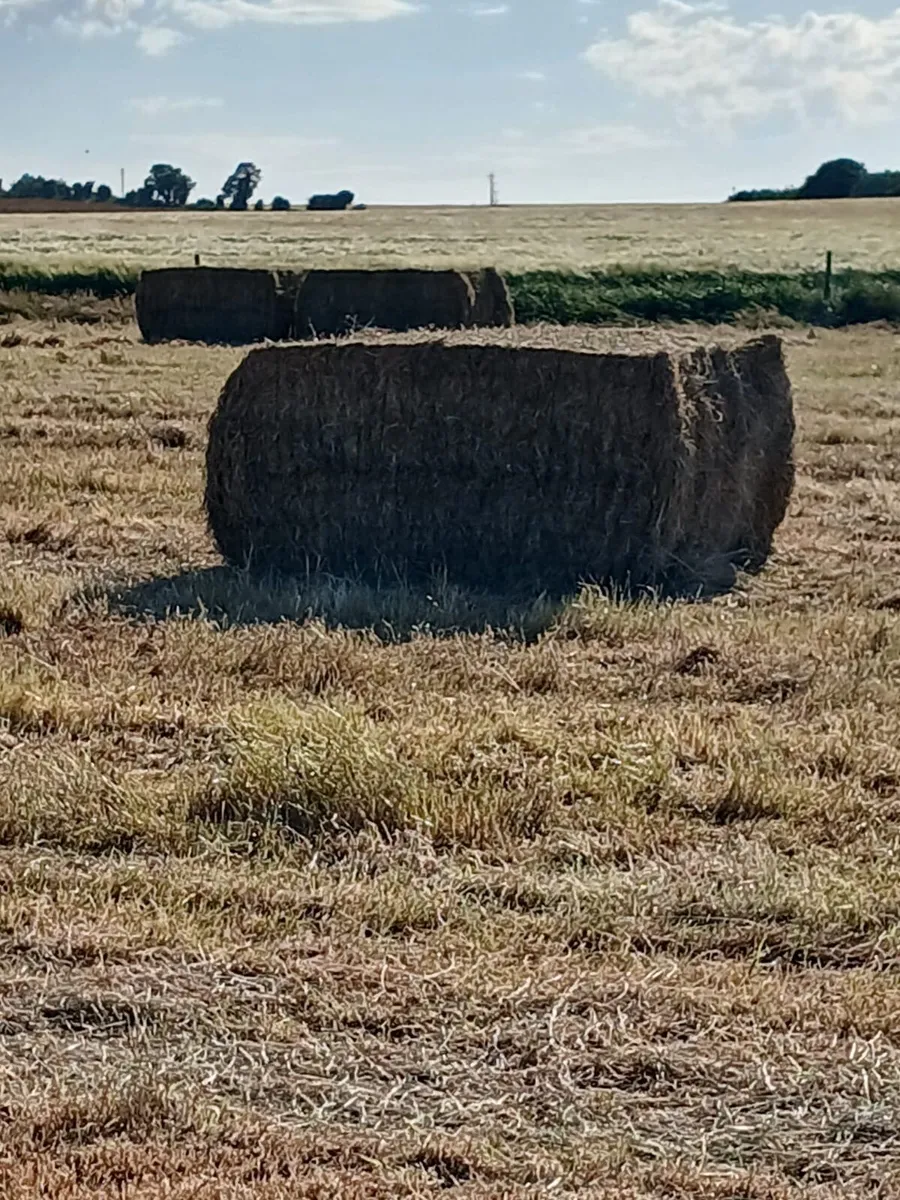 Hay - Image 1