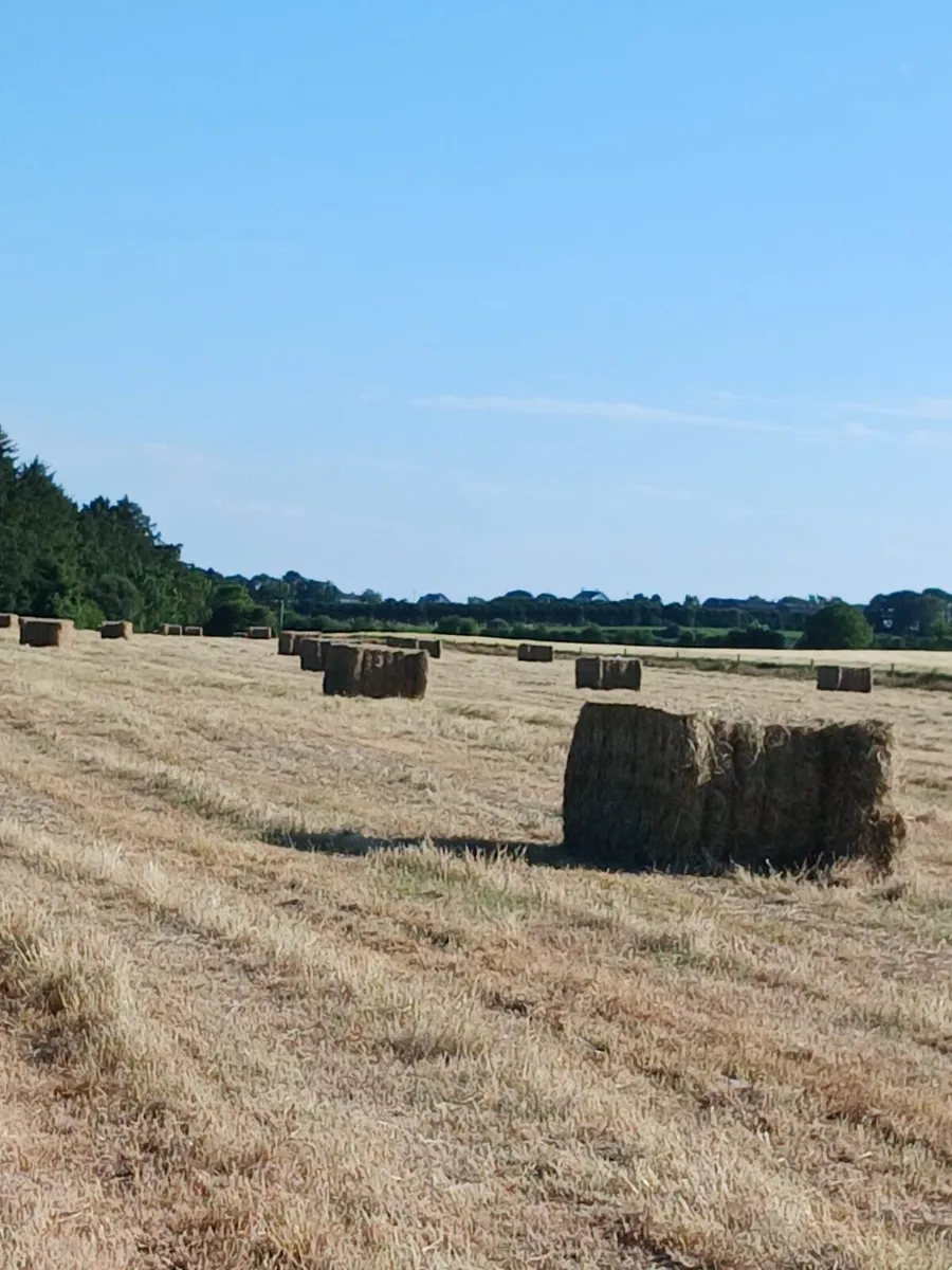 Hay - Image 2