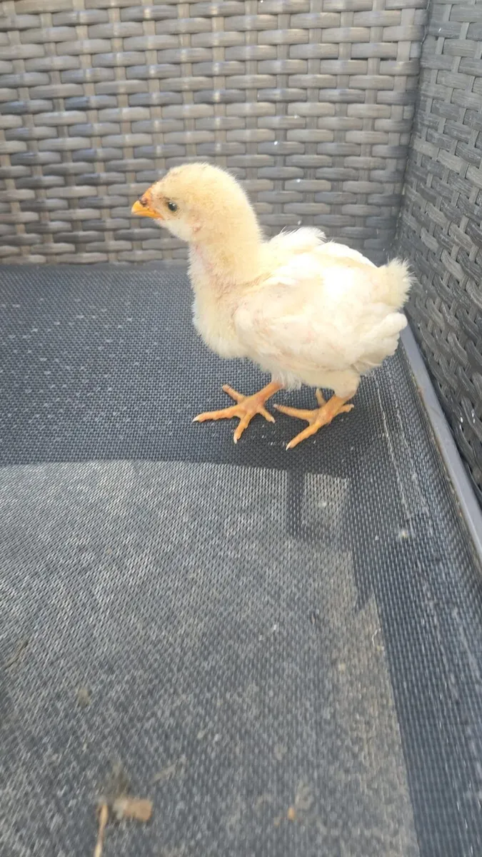 Pure breed off heat chicks - Image 3