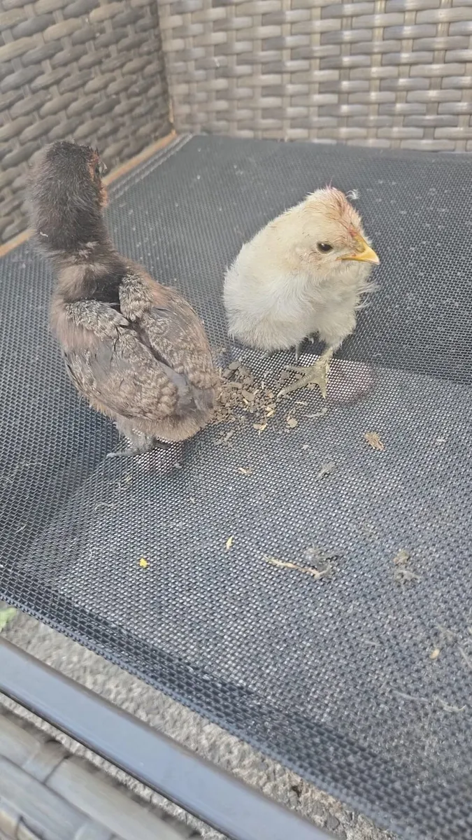 Pure breed off heat chicks - Image 4