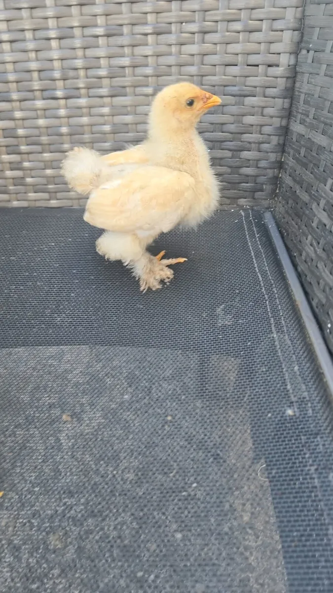 Pure breed off heat chicks - Image 2
