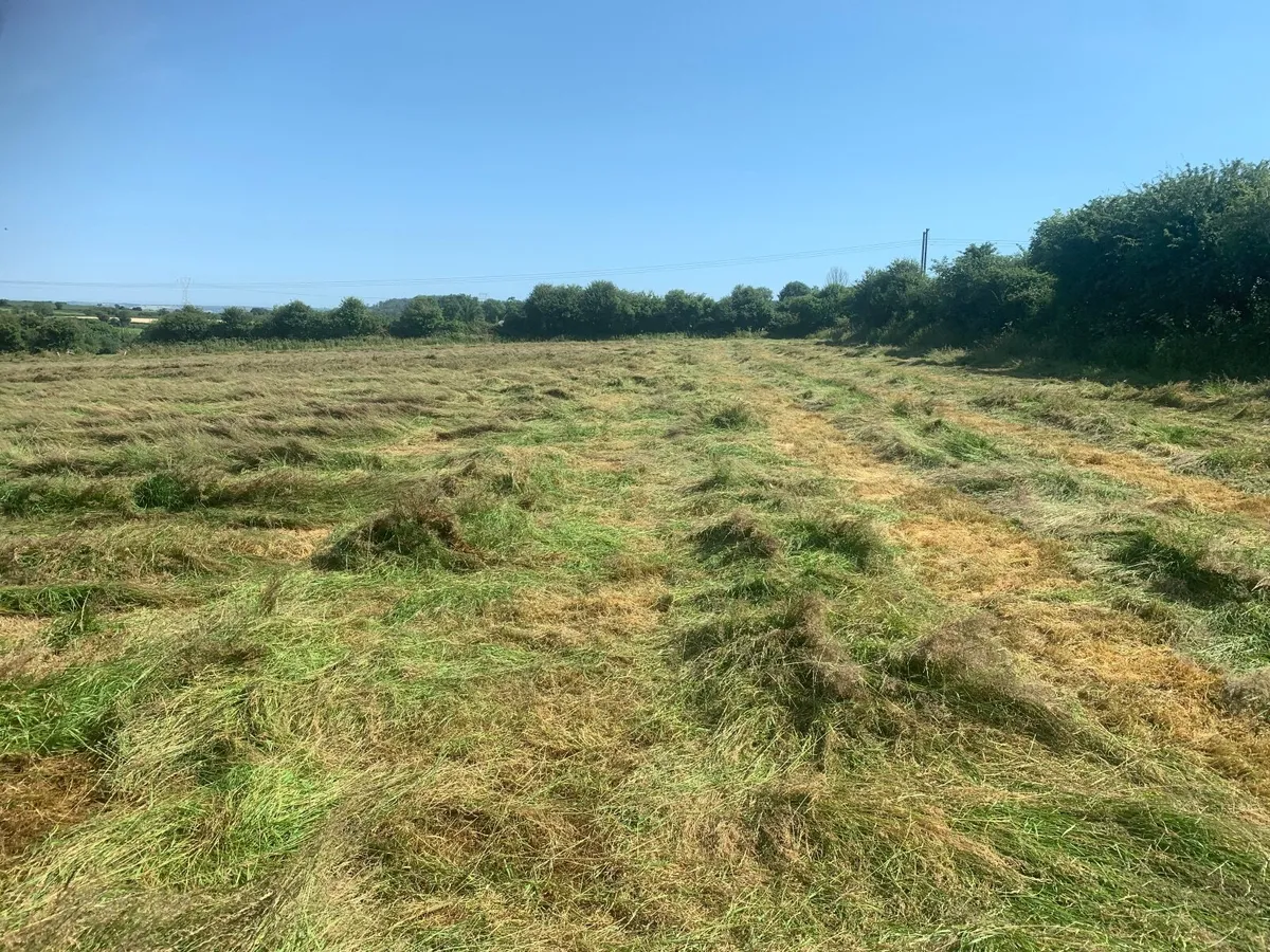 Organic hay - Image 1