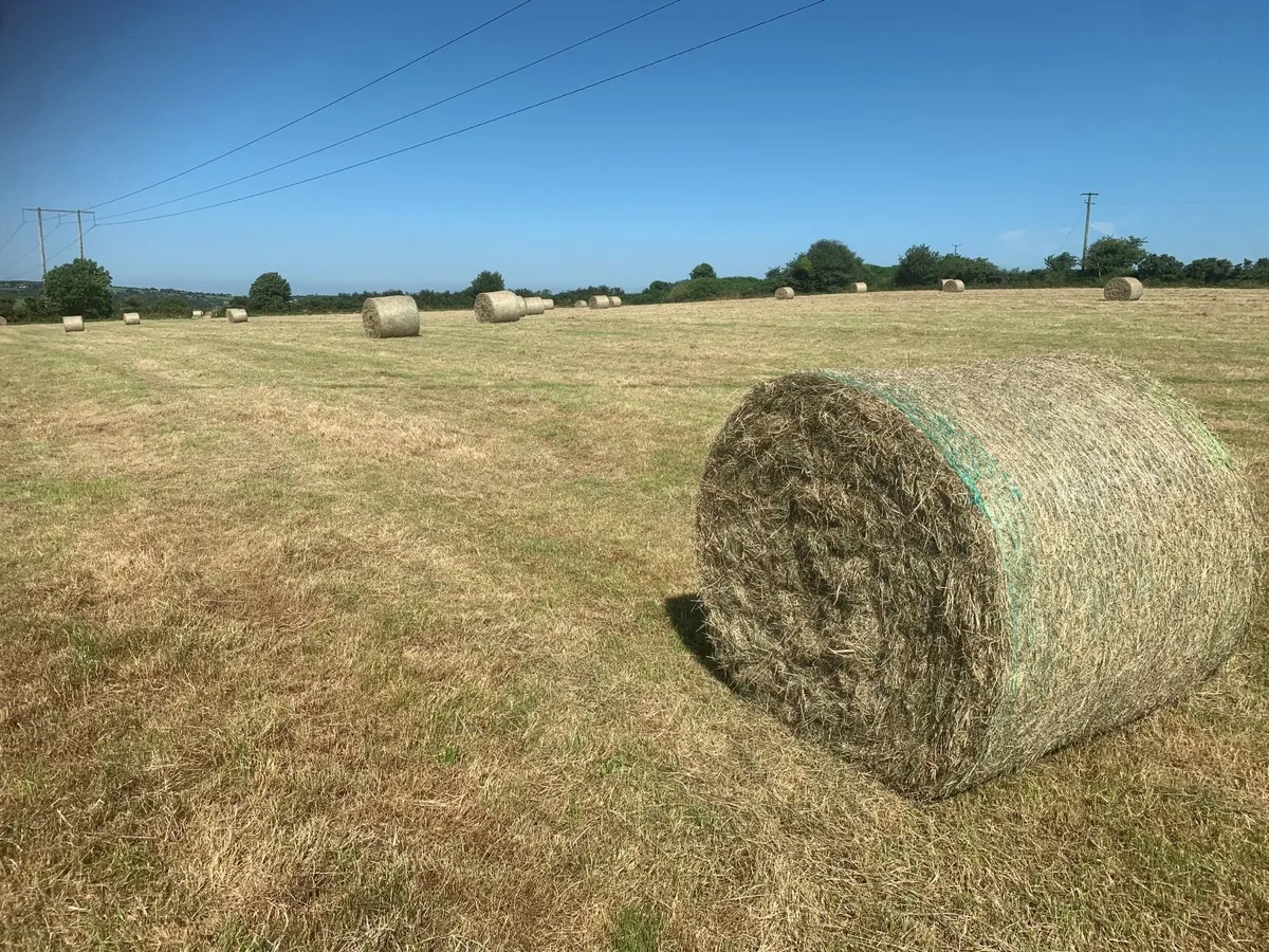 Organic hay - Image 2