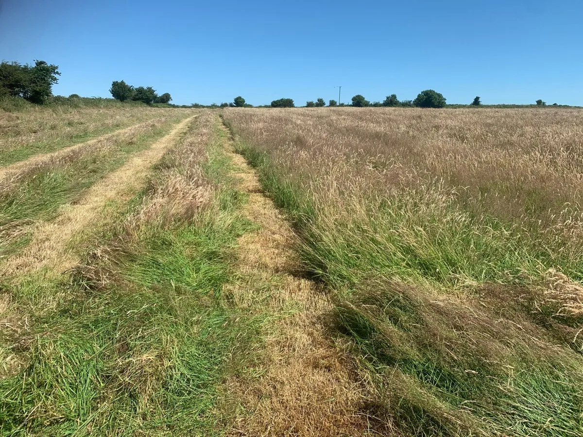 Organic hay - Image 3