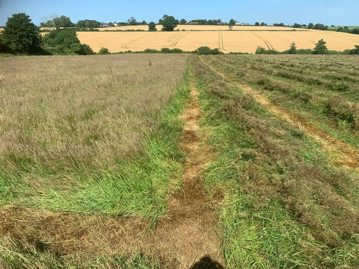 Organic hay - Image 4