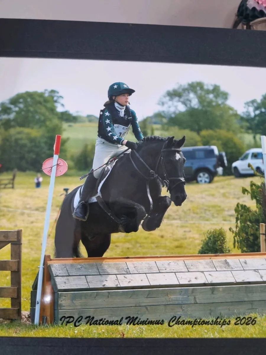 13.2 Pony - Image 1