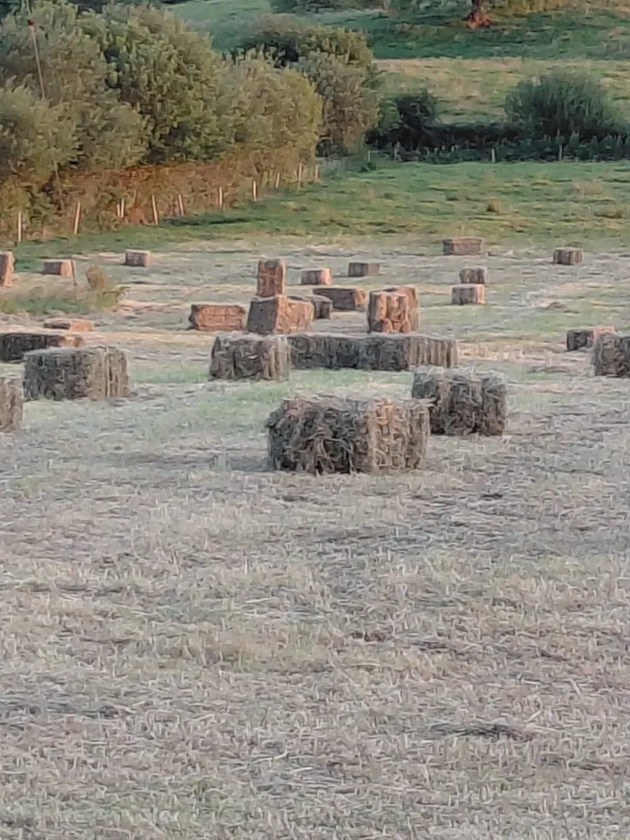 Hay bales Square and Round - Image 1