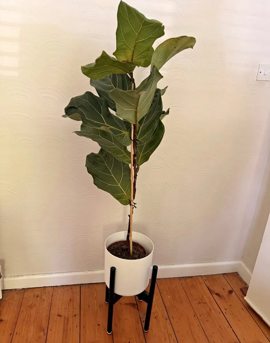 2 x large house plants - Image 1