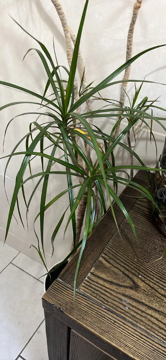 2 x large house plants - Image 2