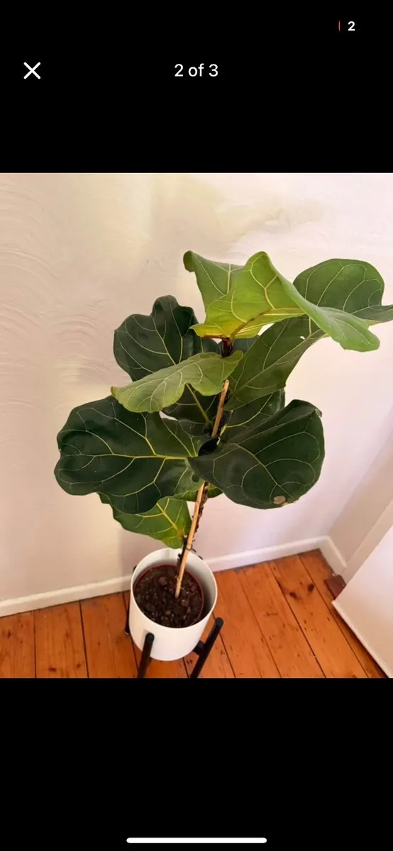 2 x large house plants - Image 3