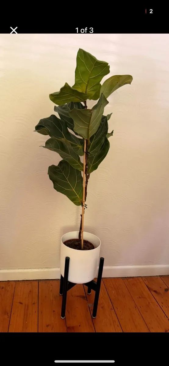 2 x large house plants - Image 4