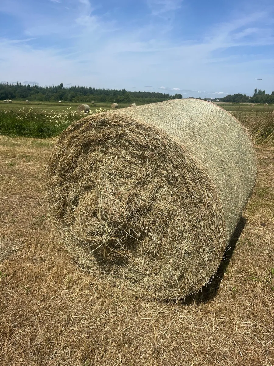 Hay - Image 1