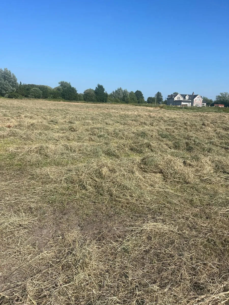 Hay - Image 3