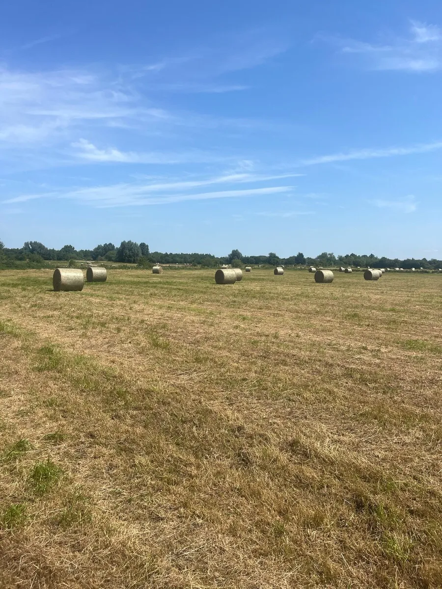 Hay - Image 2