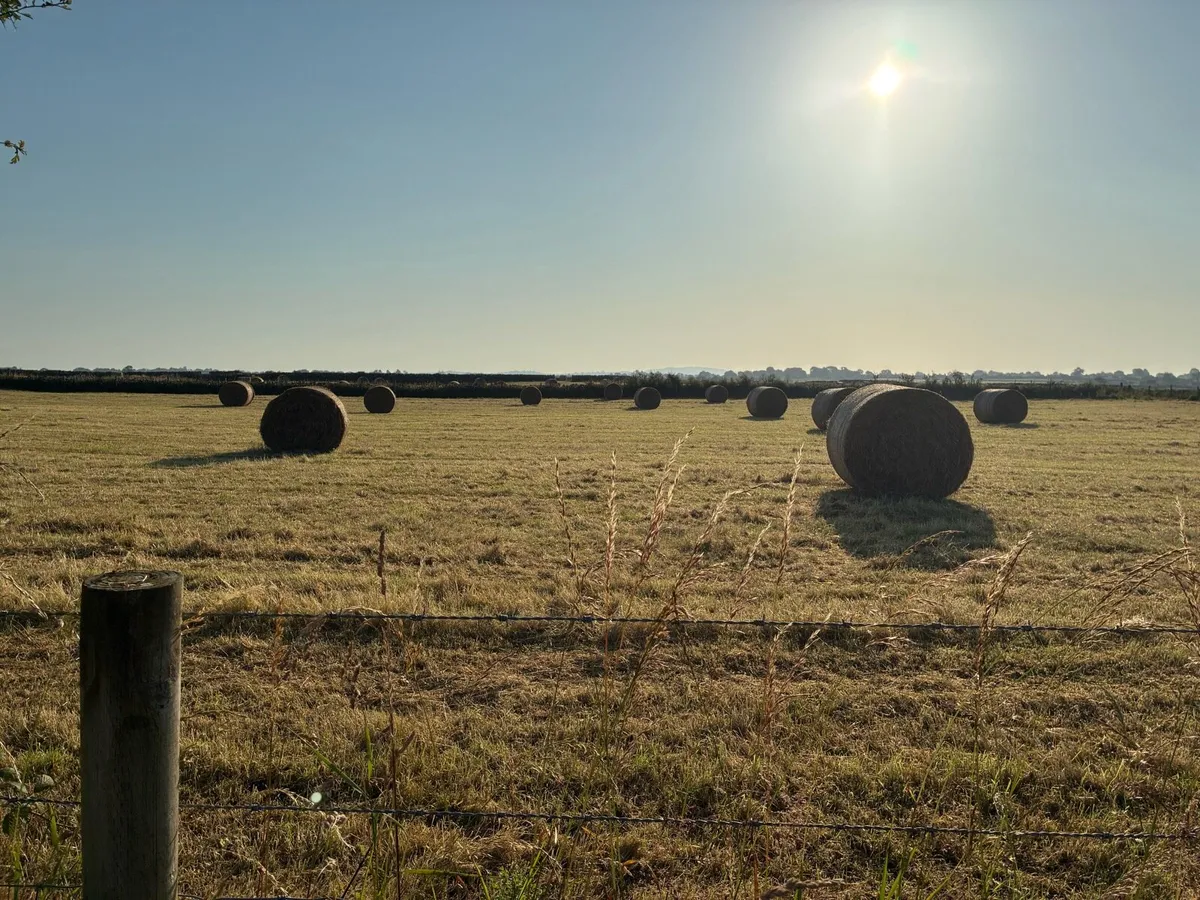 Good quality Hay for Sale or exchange - Image 3