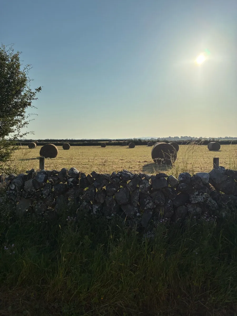 Good quality hay for sale or exchange - Image 1
