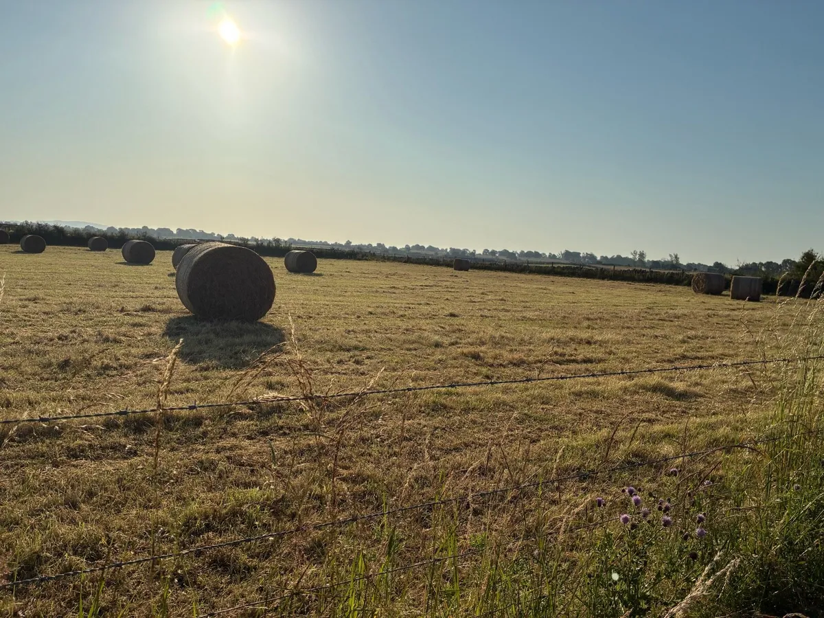 Good quality hay for sale or exchange - Image 2