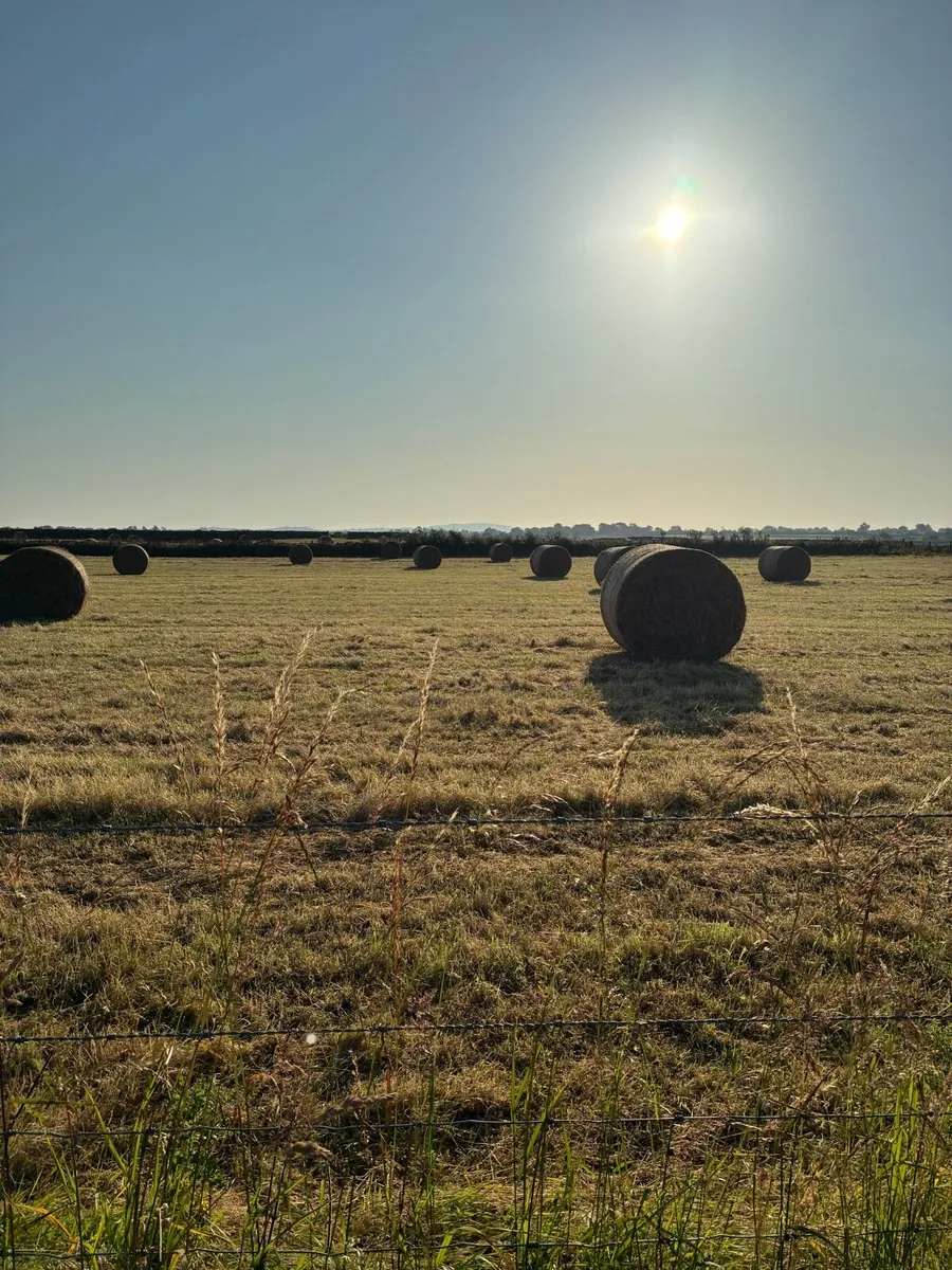 Good quality hay for sale or exchange - Image 4