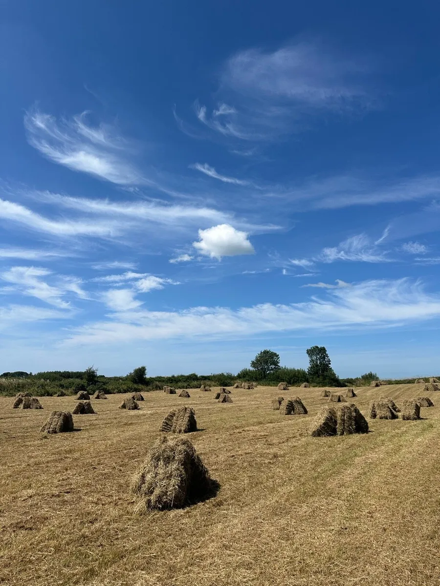 Square hay bales